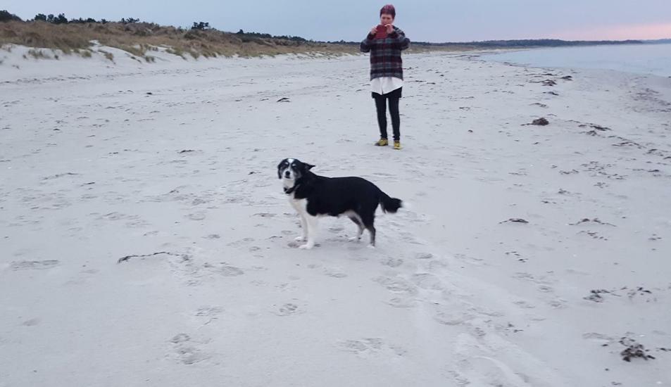 Border collie Svala [himmelhund] billede 40