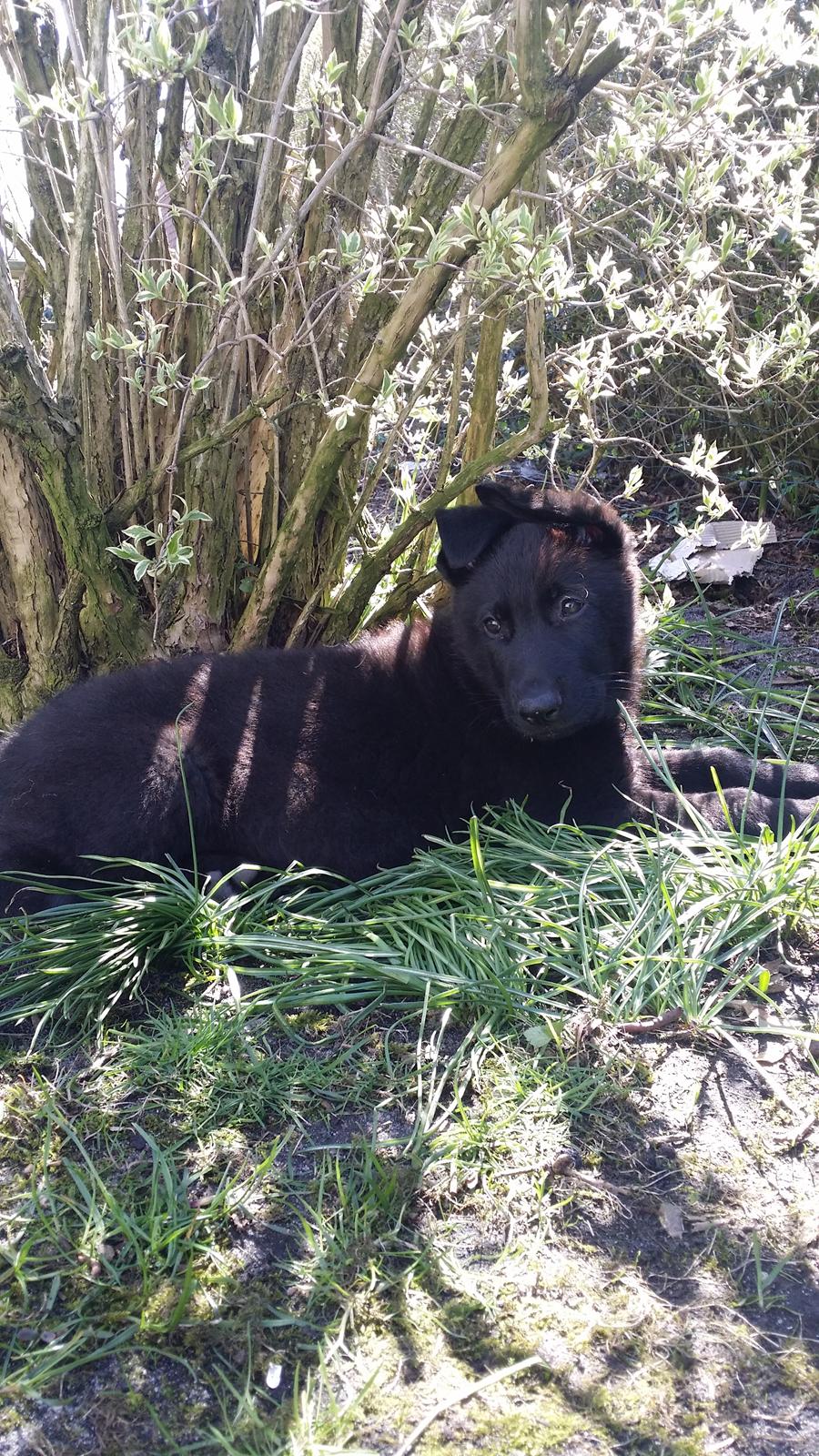Schæferhund Karlo billede 5
