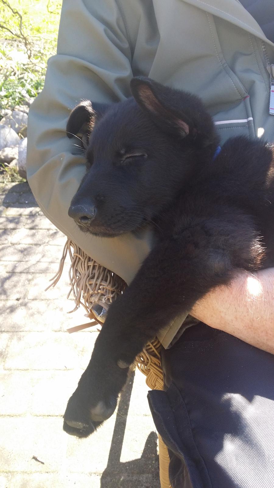 Schæferhund Karlo billede 6