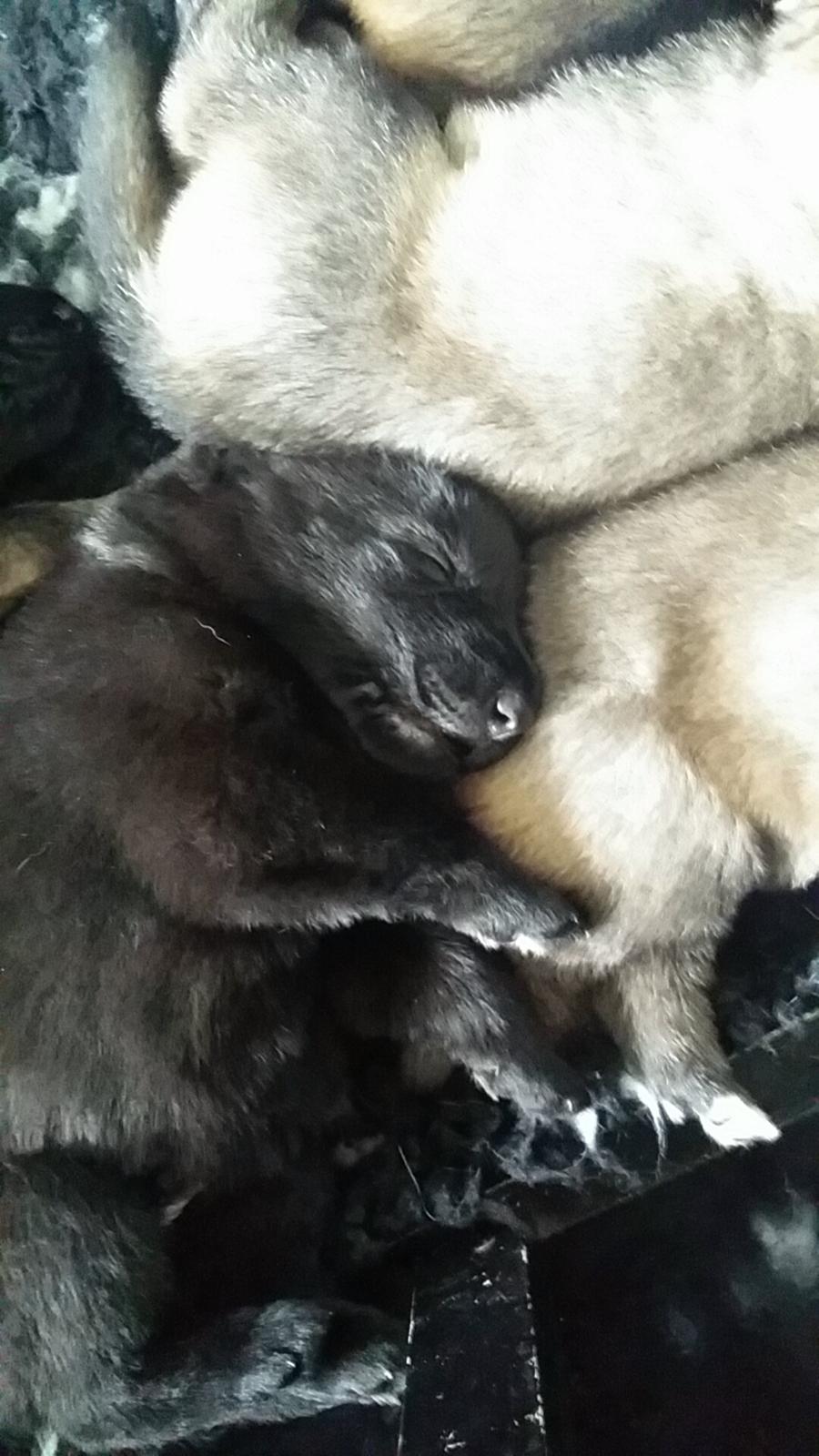 Schæferhund Karlo billede 8