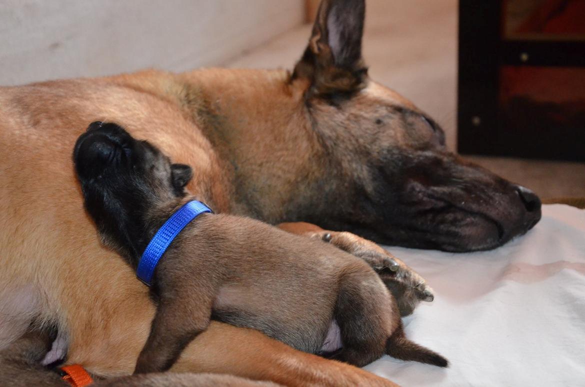 Malinois IGP3 Czhaplin Codi-Fin - over regnbuen billede 6