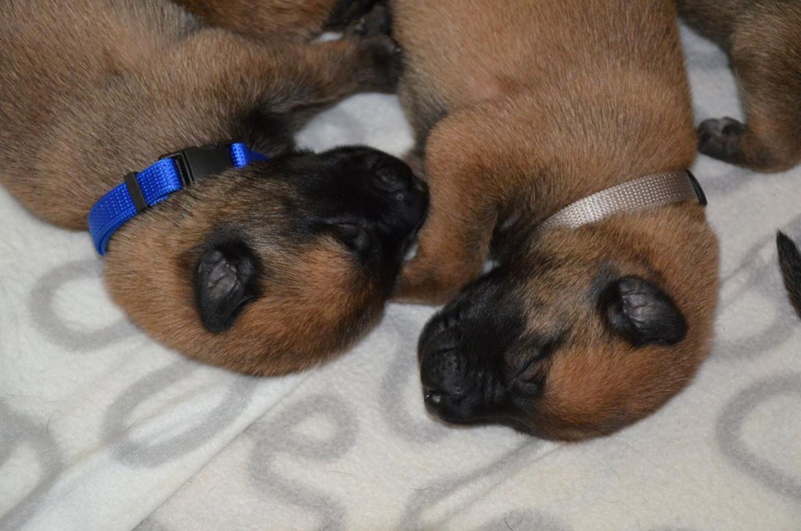 Malinois IGP3 Czhaplin Codi-Fin - over regnbuen billede 7