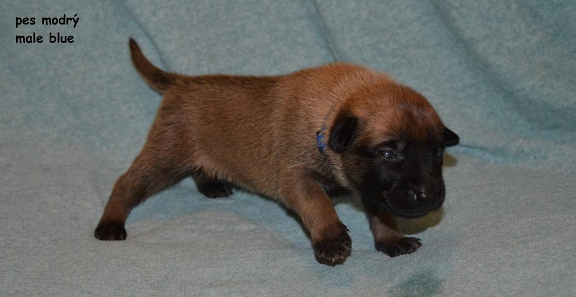 Malinois IGP3 Czhaplin Codi-Fin - over regnbuen billede 5