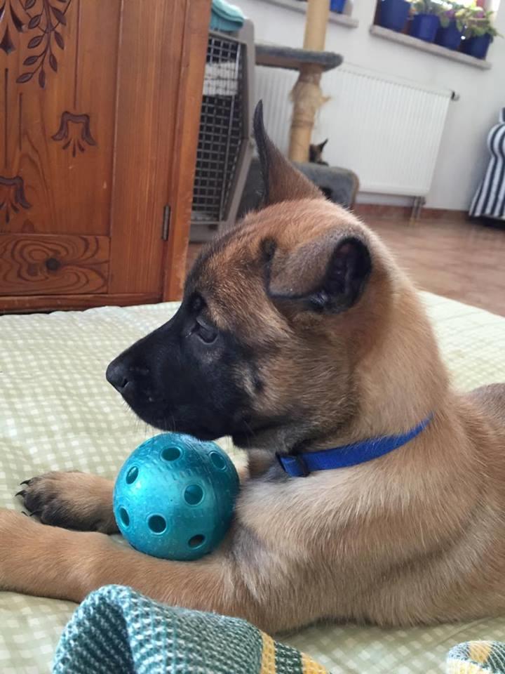 Malinois IGP3 Czhaplin Codi-Fin - over regnbuen billede 8