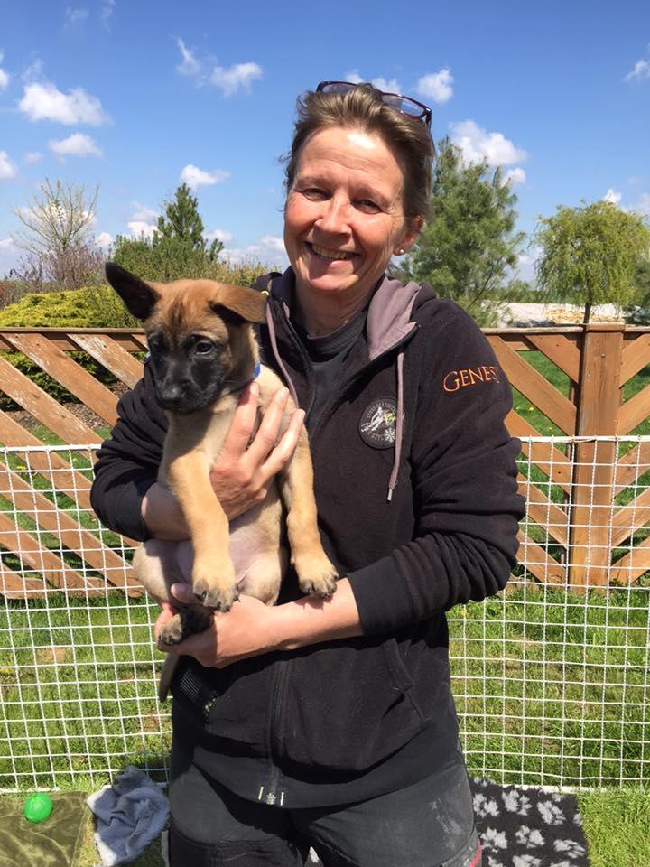 Malinois IGP3 Czhaplin Codi-Fin - over regnbuen billede 9