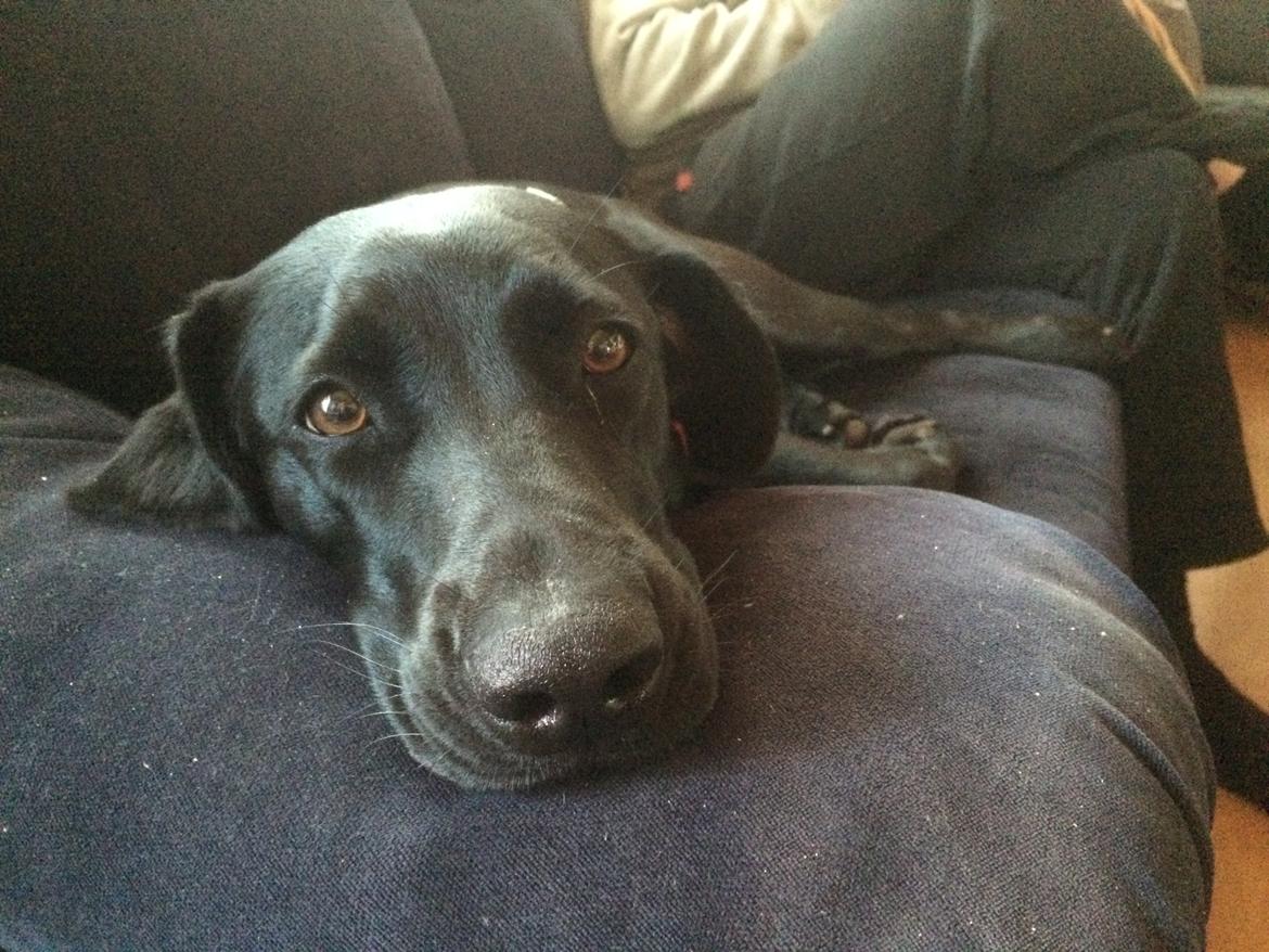 Blanding af racer Trixie - Mor elsker at tage billeder af mig billede 31