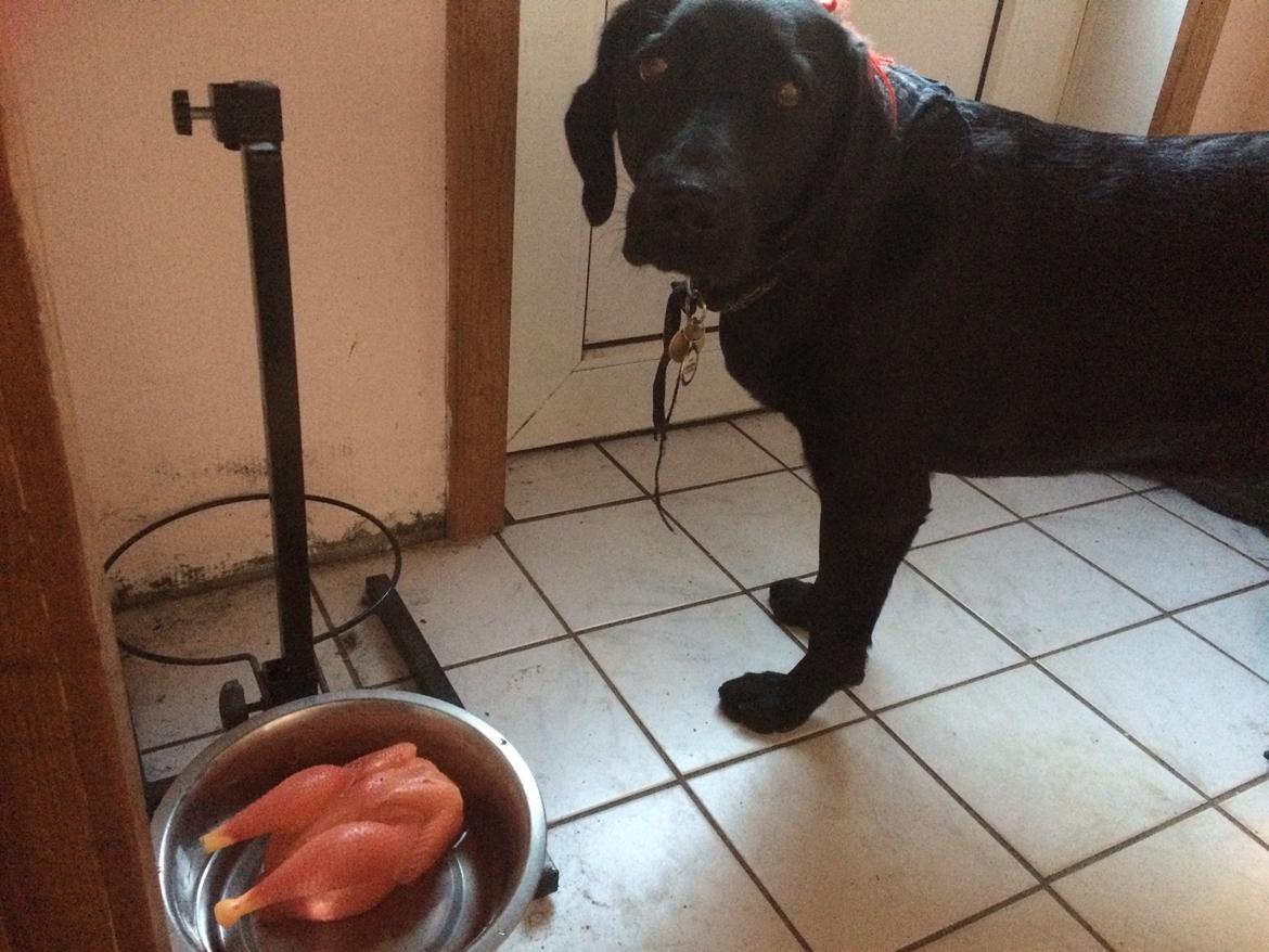 Blanding af racer Trixie - Ups, jeg tabte lige min kylling i vandet, hihi billede 32