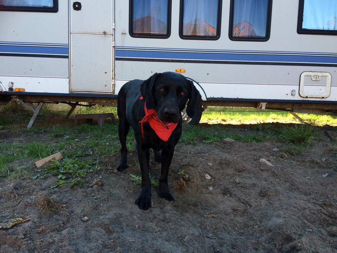 Blanding af racer Trixie - Ja sådan ser det altså ud i min have nu,, der skal nemlig ikke være meget græs tilbage.. billede 33