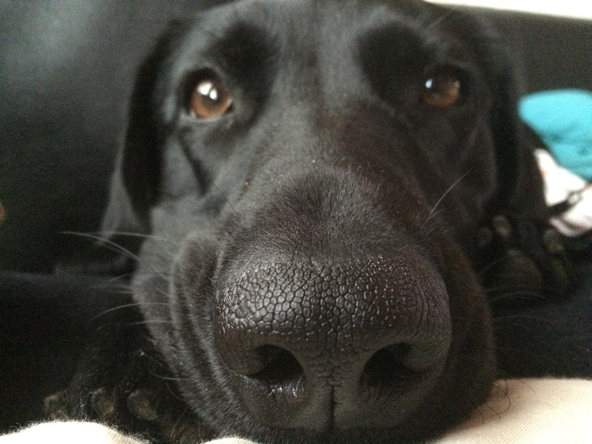 Blanding af racer Trixie - Se nu dybt ind i mine øjne, måske kan du se jeg er en speciel pige billede 35