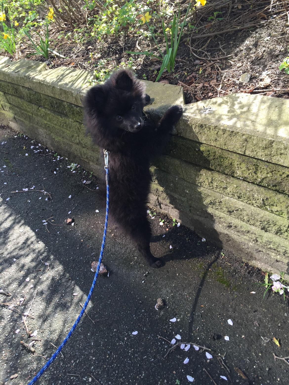 Kleinspitz Von-Spitzie's Gizmo billede 17