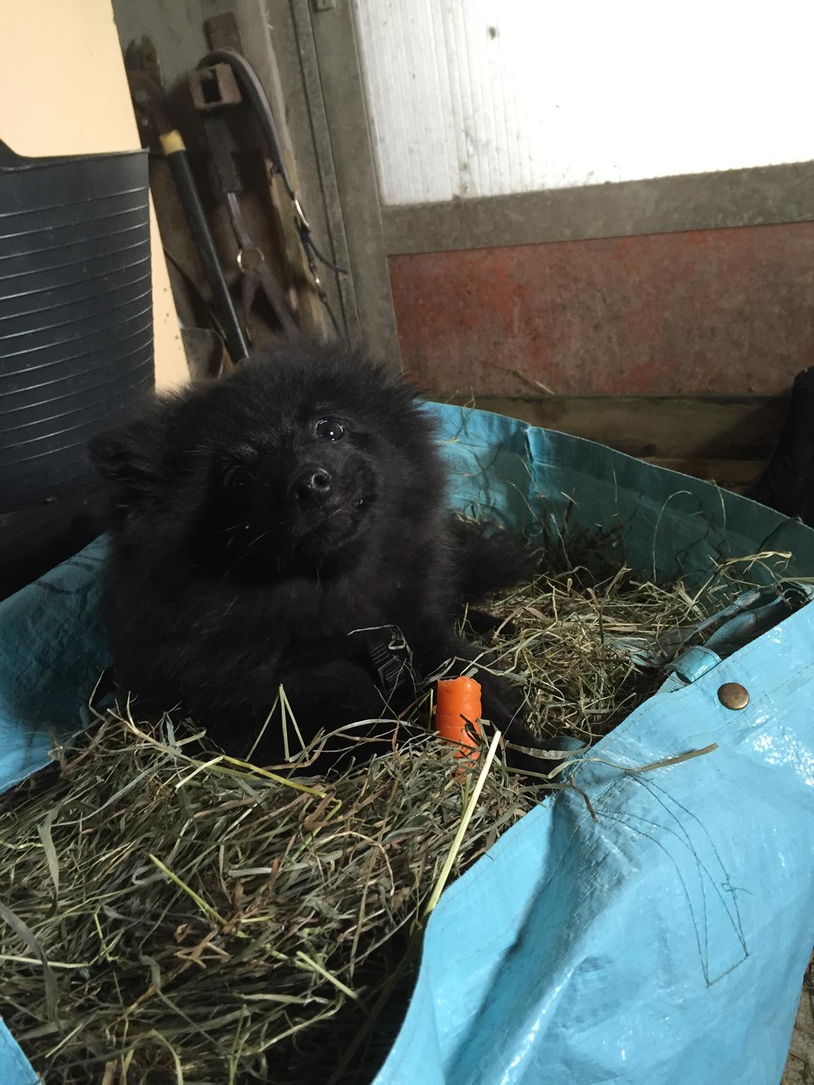 Kleinspitz Von-Spitzie's Gizmo billede 15