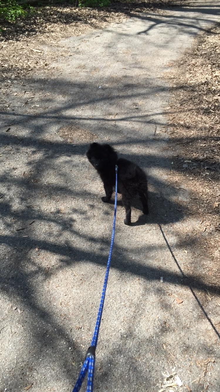 Kleinspitz Von-Spitzie's Gizmo billede 19