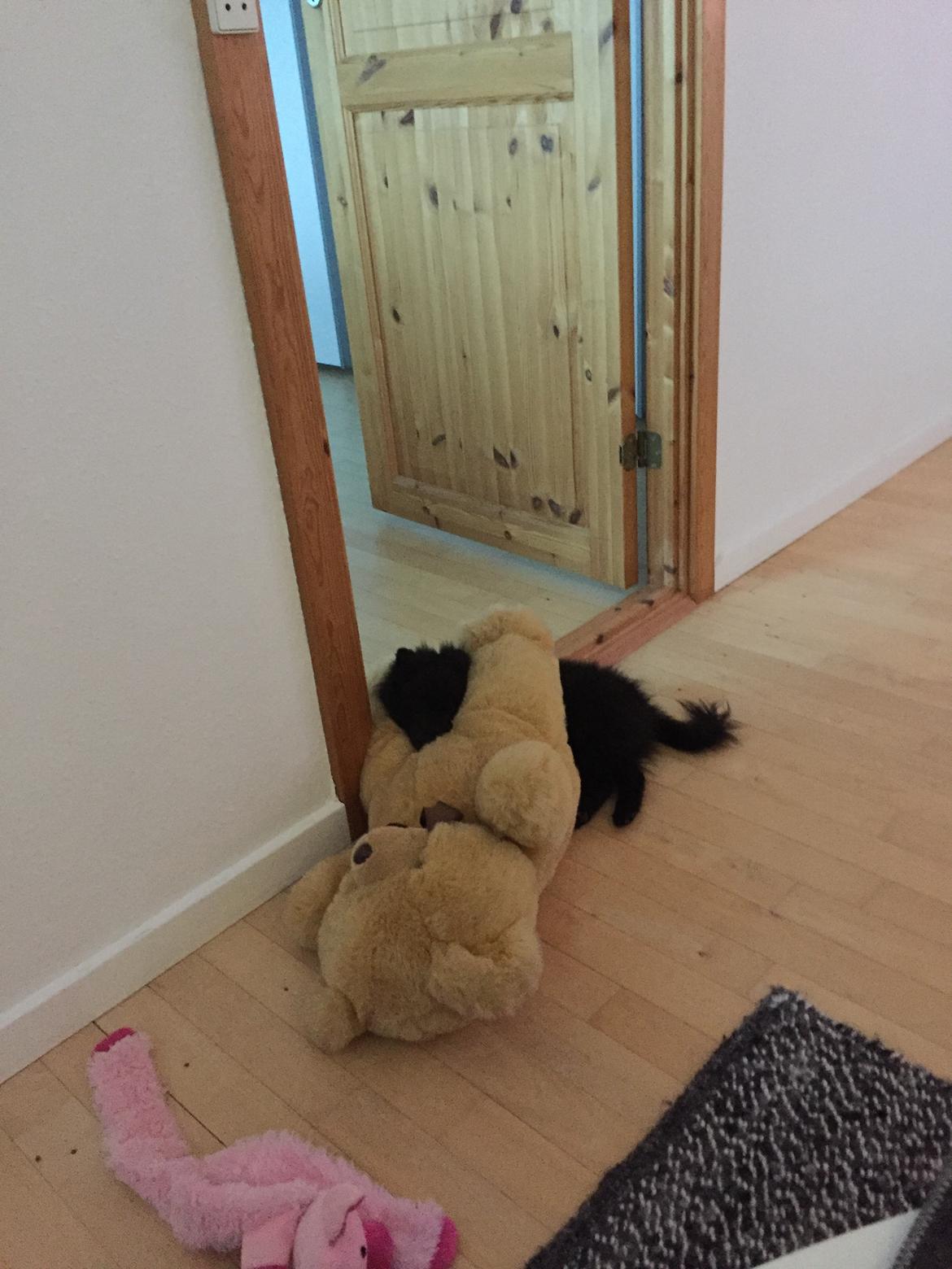 Kleinspitz Von-Spitzie's Gizmo billede 18