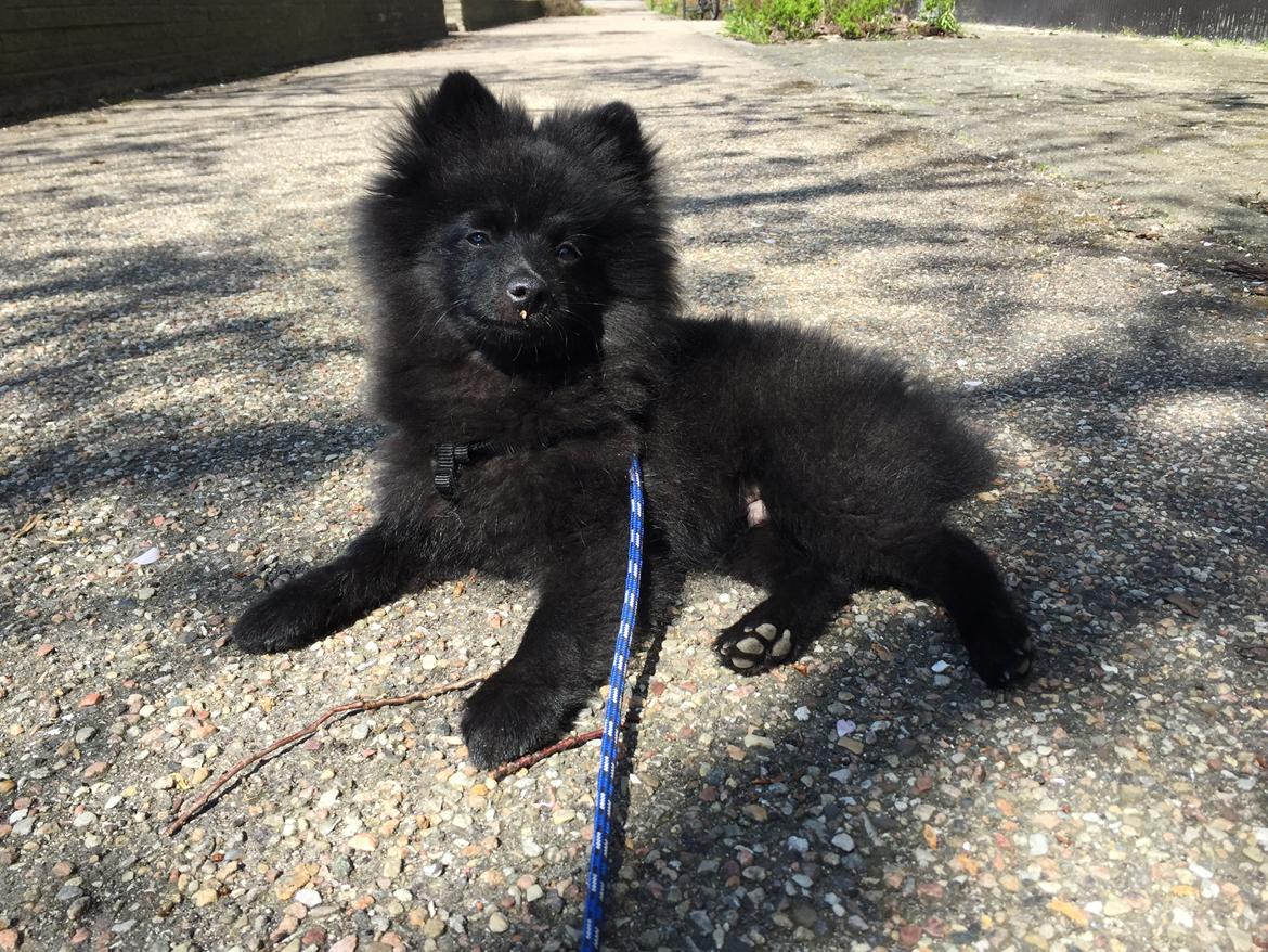 Kleinspitz Von-Spitzie's Gizmo billede 21