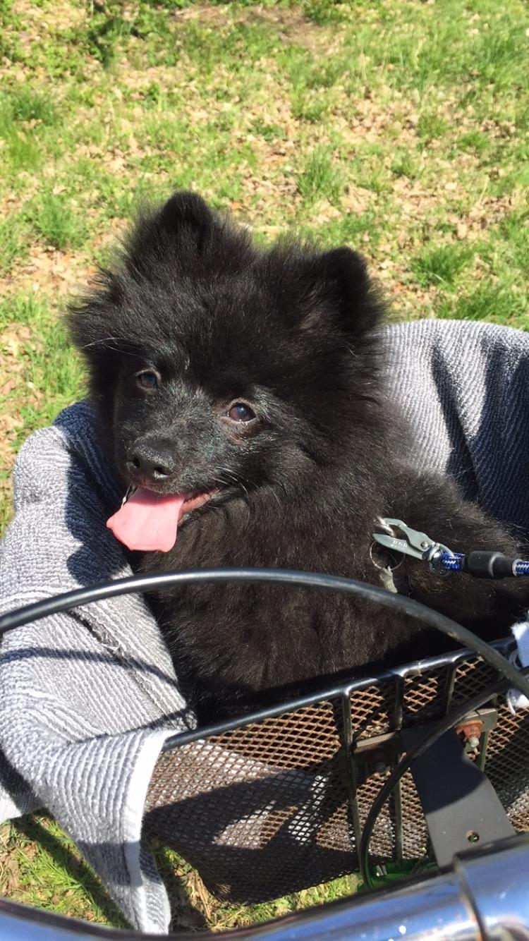 Kleinspitz Von-Spitzie's Gizmo billede 20