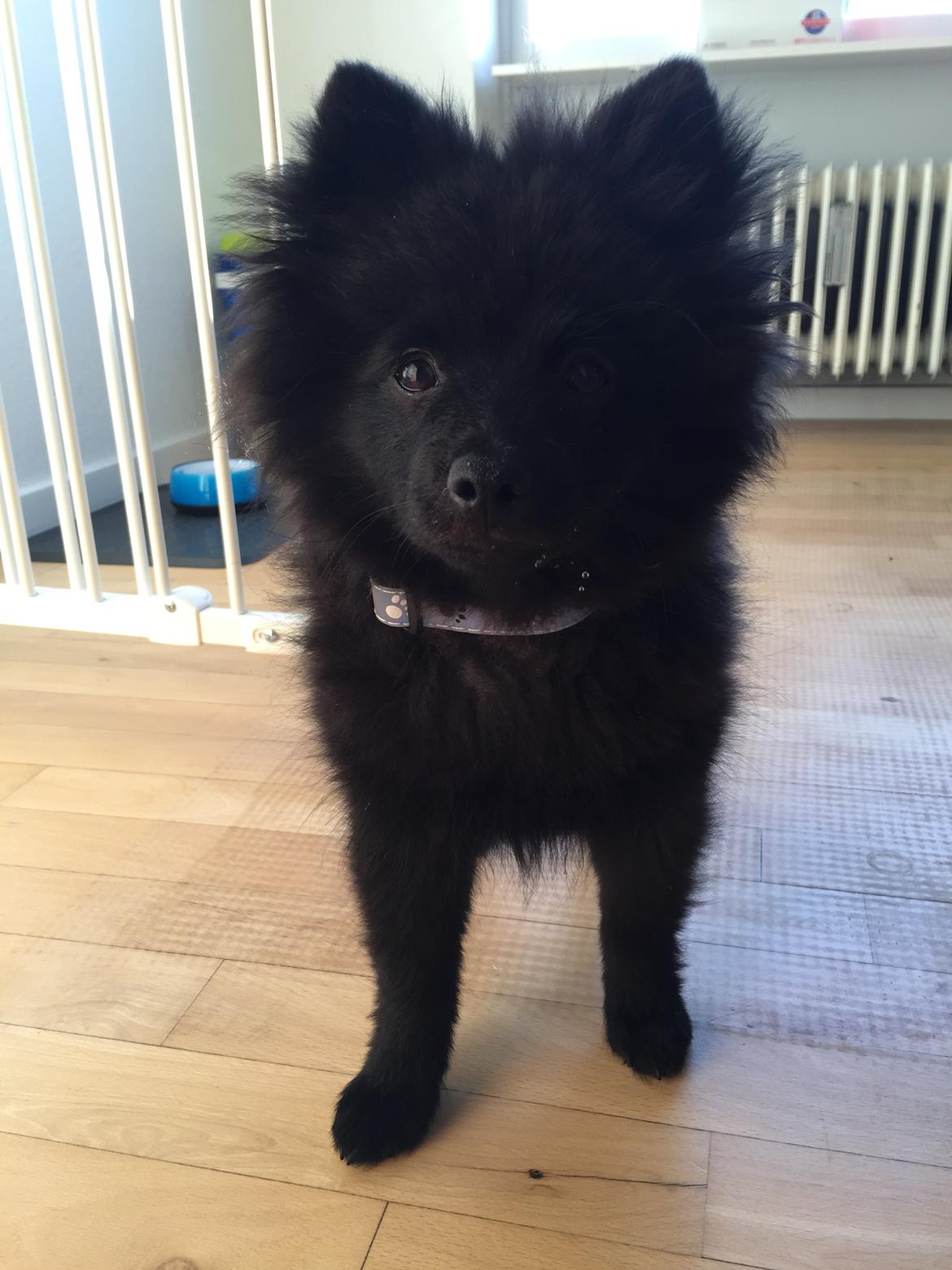 Kleinspitz Von-Spitzie's Gizmo billede 22