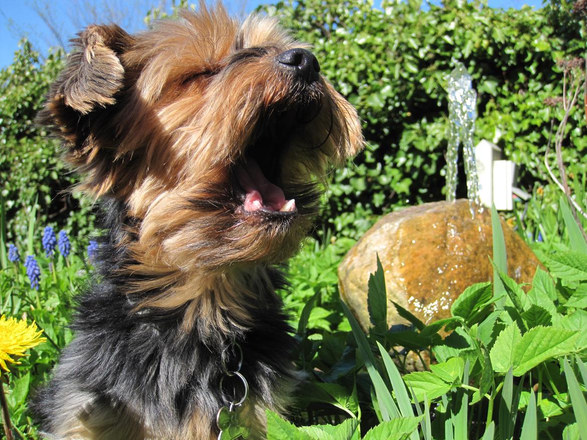 Yorkshire terrier Pixel billede 11