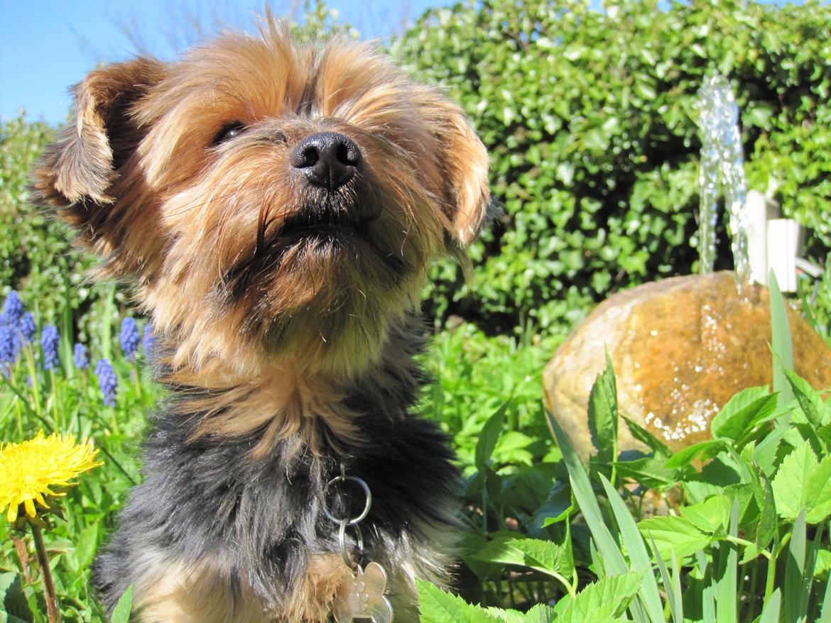 Yorkshire terrier Pixel billede 10