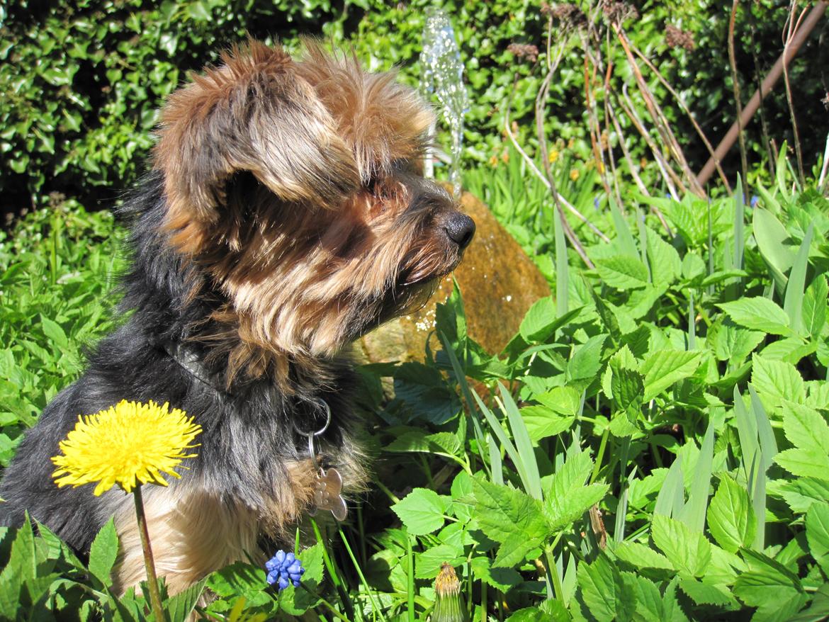 Yorkshire terrier Pixel billede 14