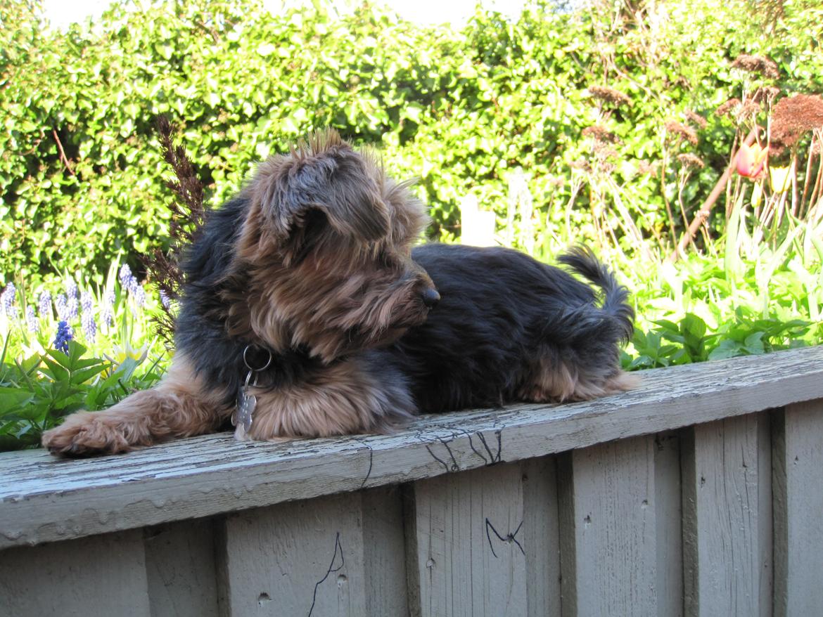 Yorkshire terrier Pixel billede 15