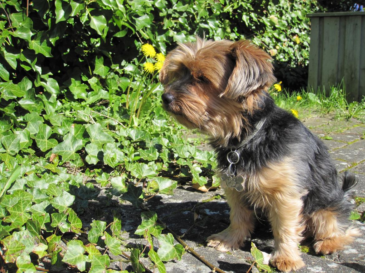 Yorkshire terrier Pixel billede 21