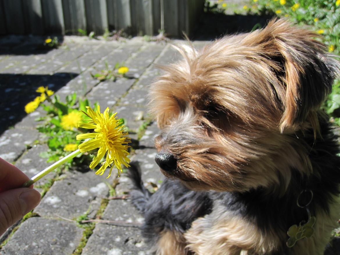 Yorkshire terrier Pixel billede 16