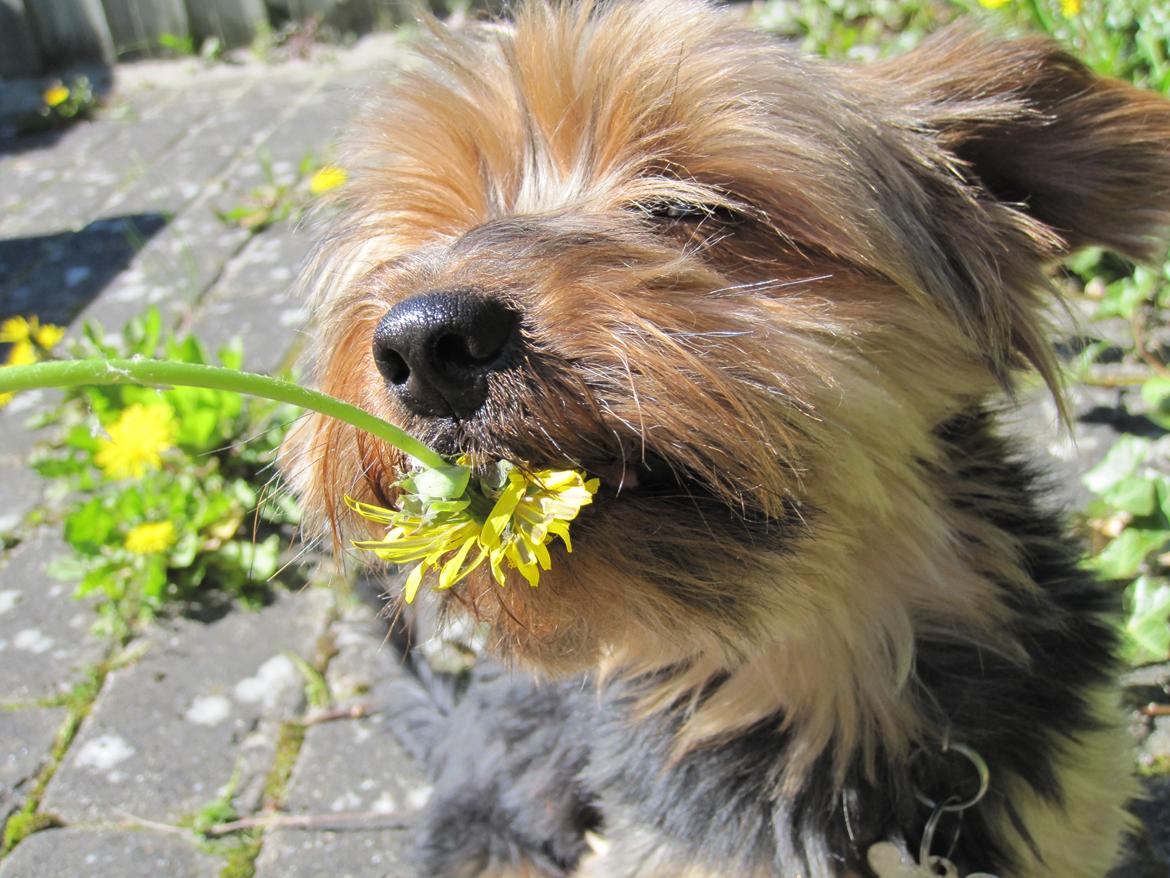 Yorkshire terrier Pixel billede 17