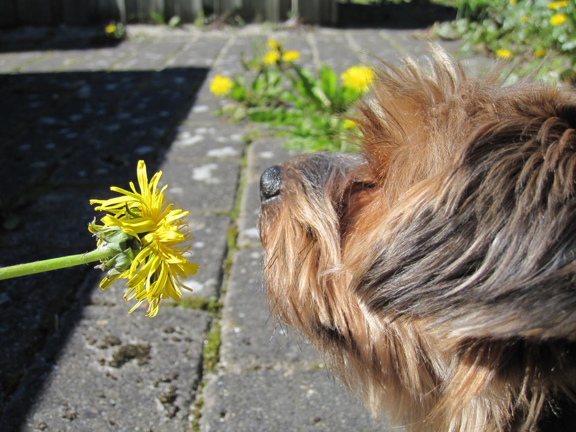 Yorkshire terrier Pixel billede 18