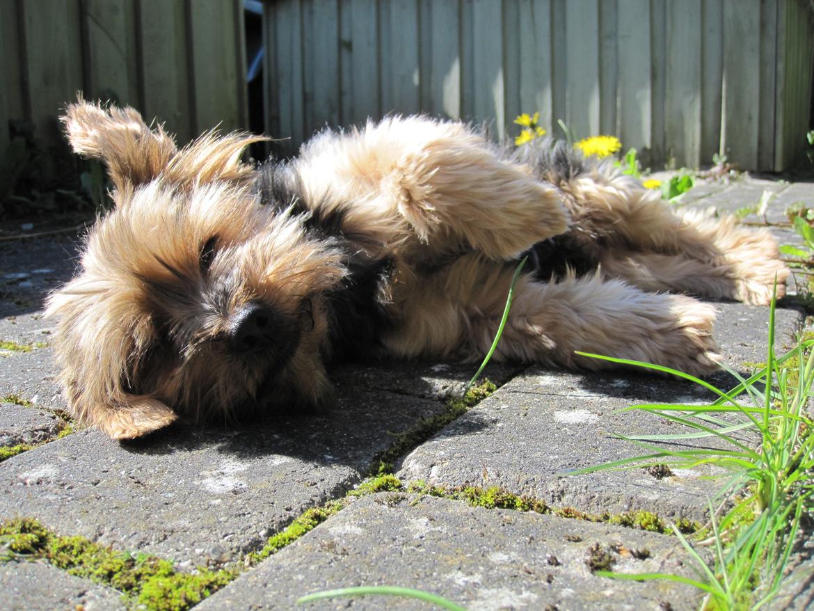 Yorkshire terrier Pixel billede 19