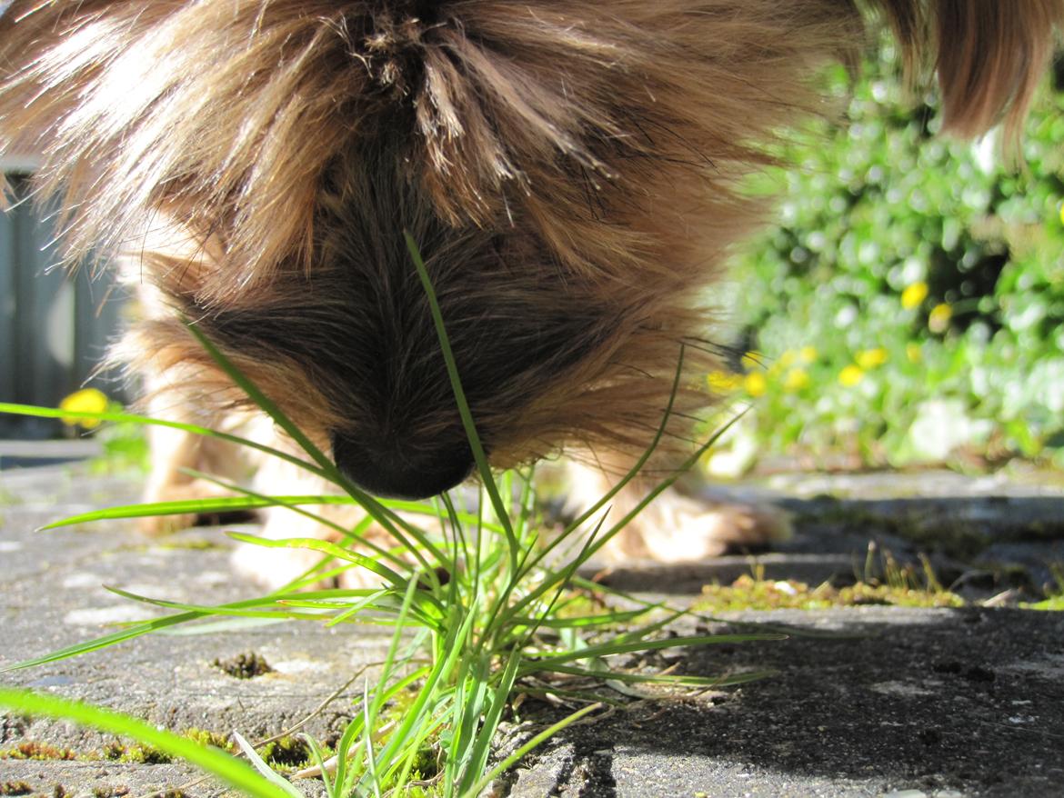 Yorkshire terrier Pixel billede 20