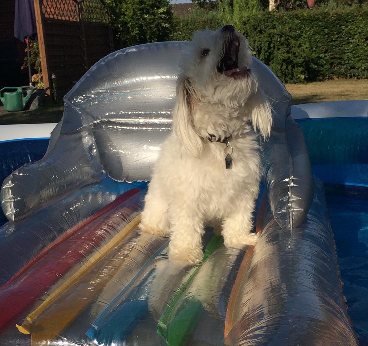 Coton de tulear Oskar billede 3
