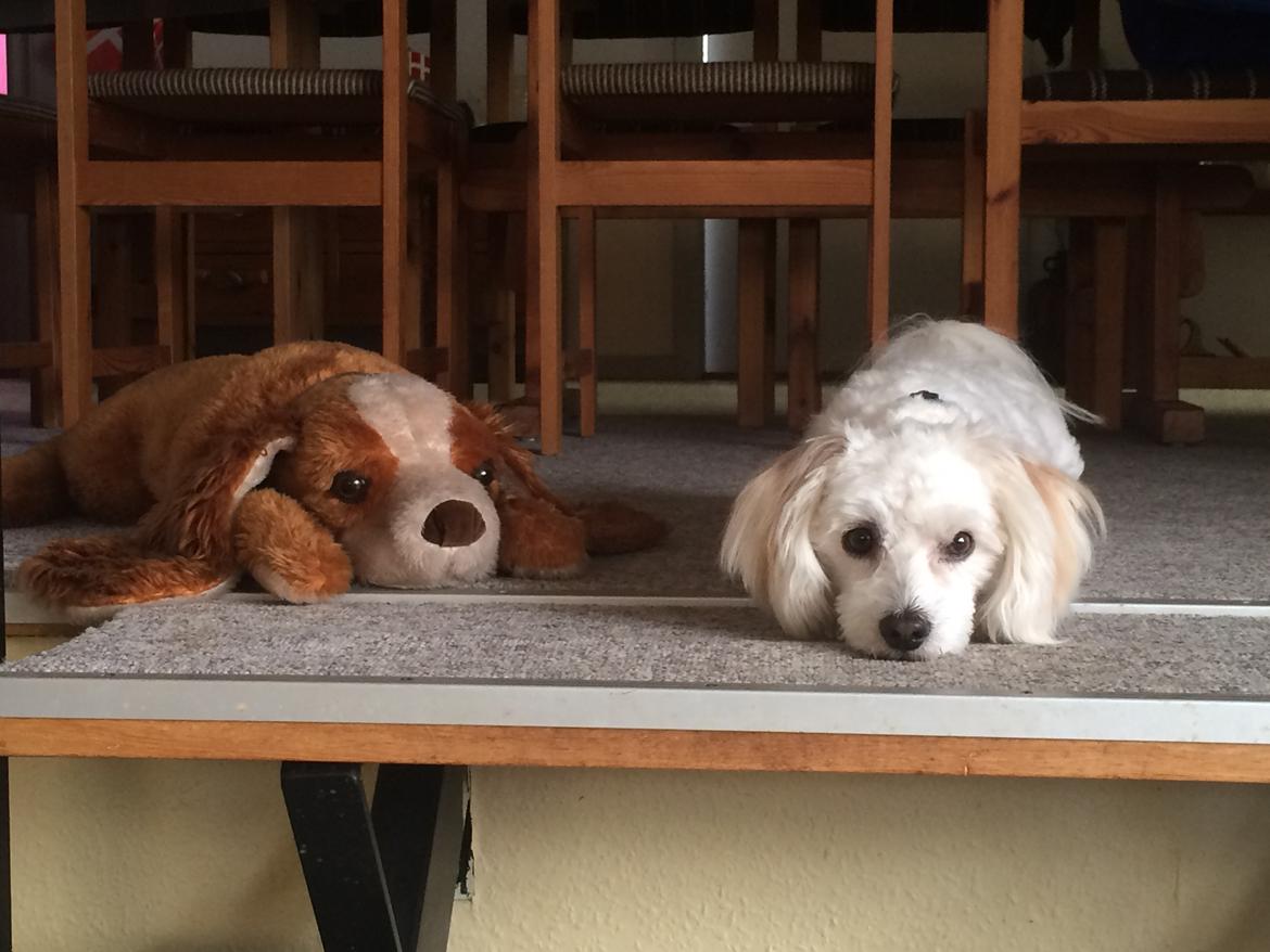 Coton de tulear Oskar billede 16