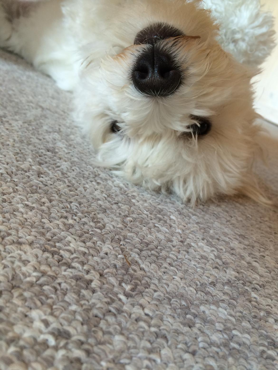 Coton de tulear Oskar billede 10