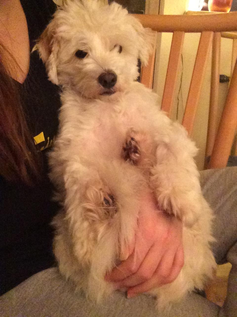 Coton de tulear Oskar billede 18