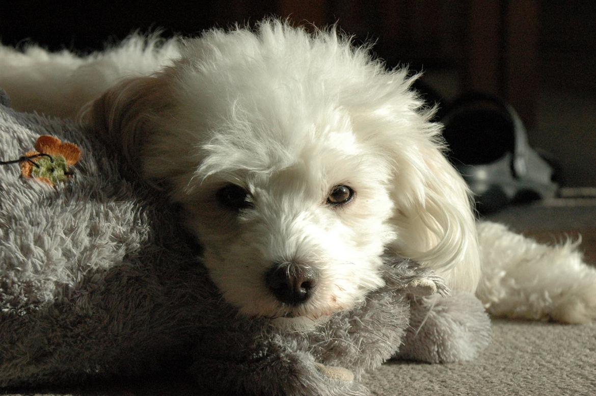 Coton de tulear Oskar billede 1