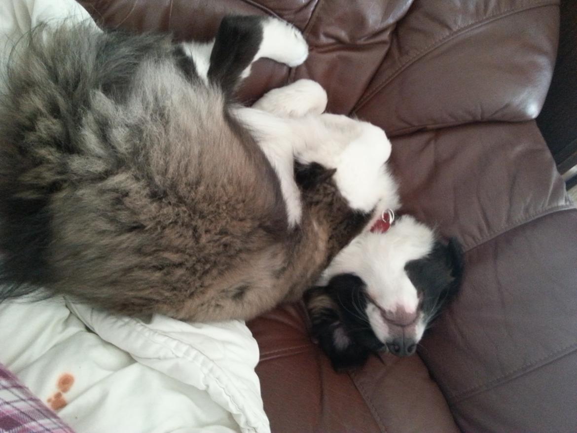 Border collie Bella - Divenzie's Arabella [Himmelhund] billede 16