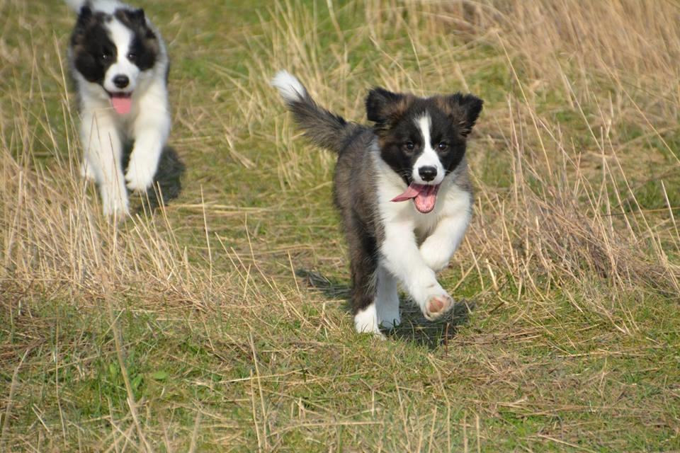 Border collie Bella - Divenzie's Arabella [Himmelhund] billede 12