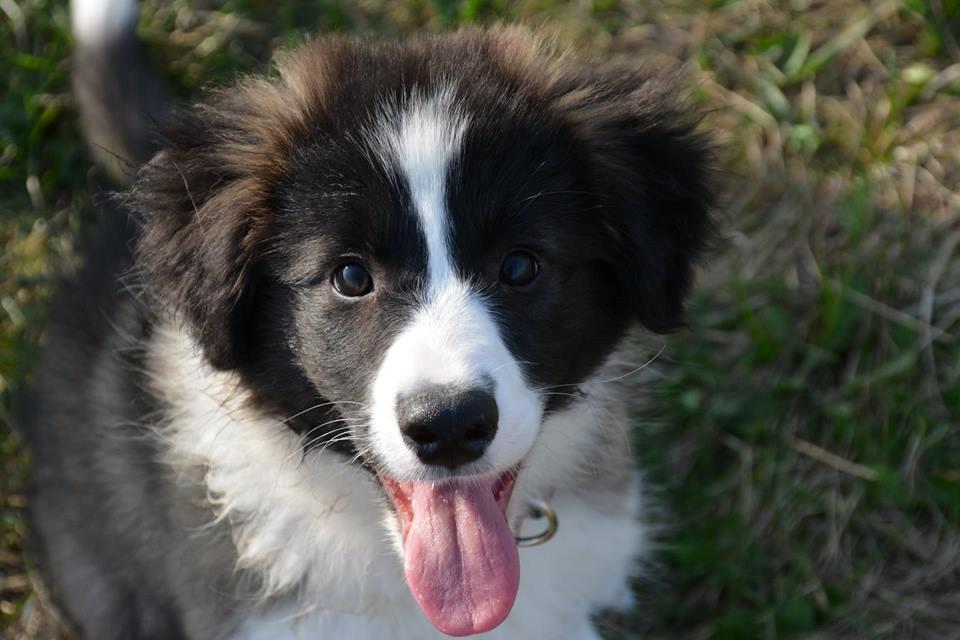Border collie Bella - Divenzie's Arabella [Himmelhund] billede 5