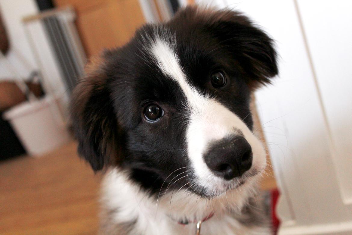 Border collie Bella - Divenzie's Arabella [Himmelhund] billede 19