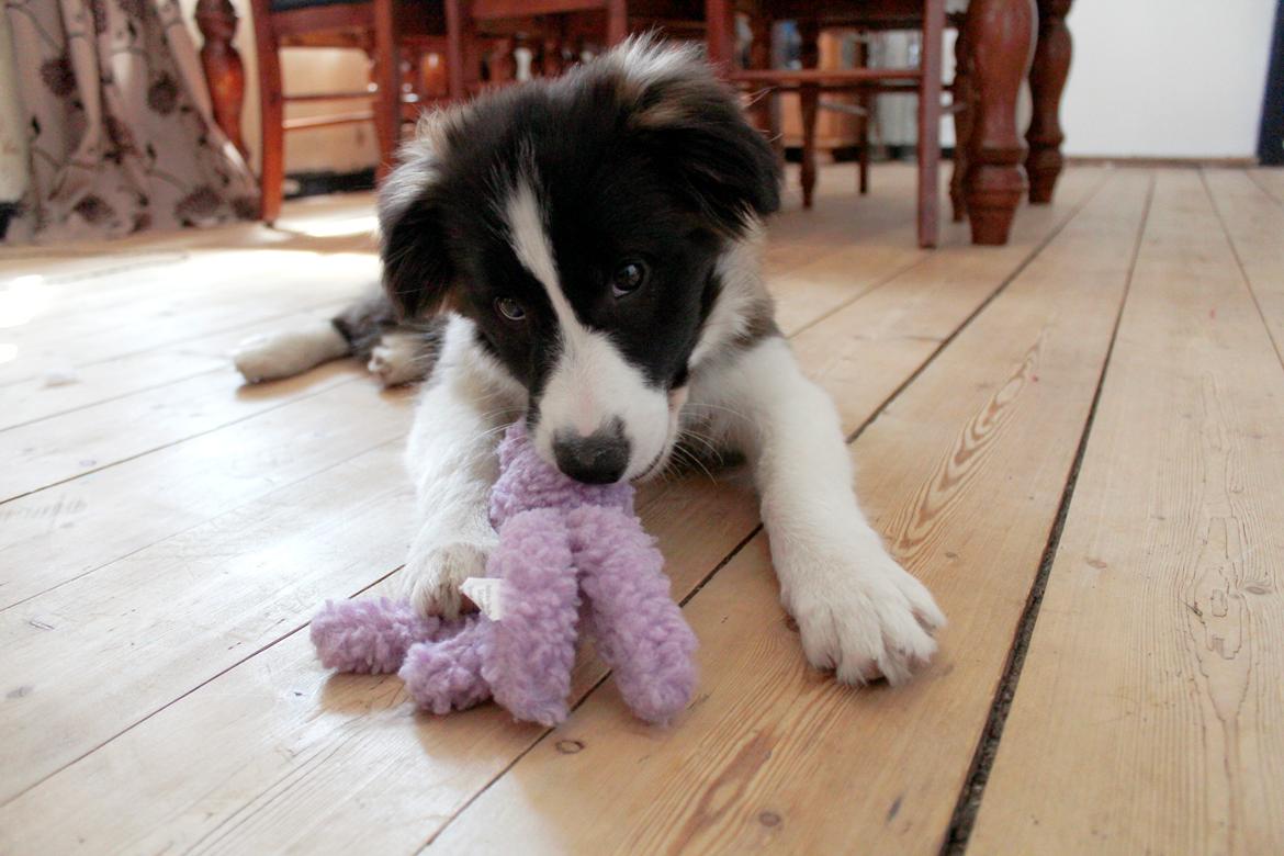 Border collie Bella - Divenzie's Arabella [Himmelhund] billede 10