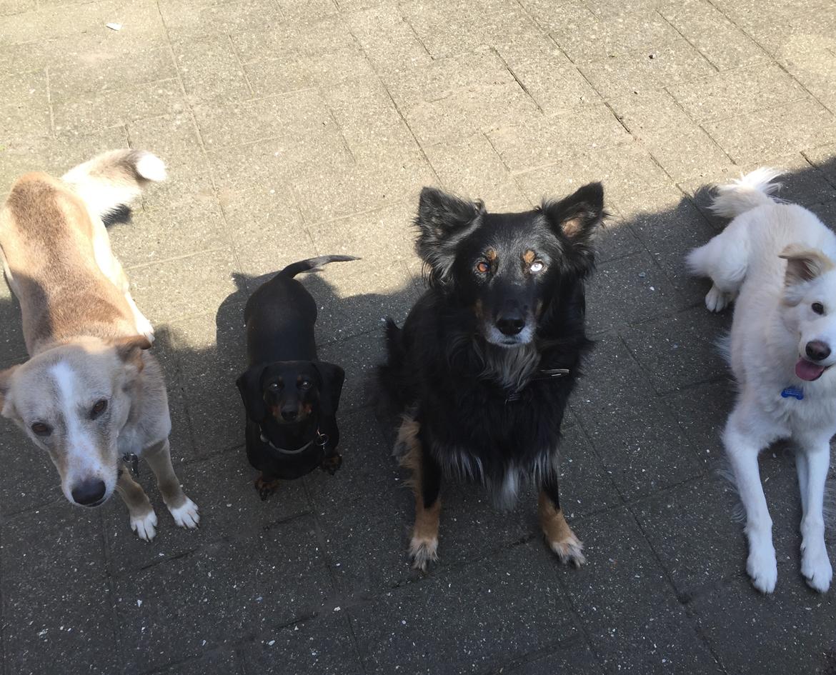 Gravhund Silje billede 26