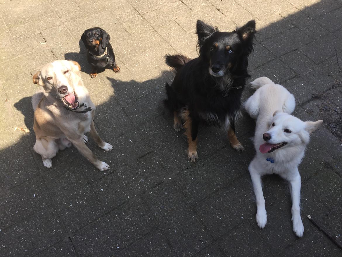 Gravhund Silje billede 27