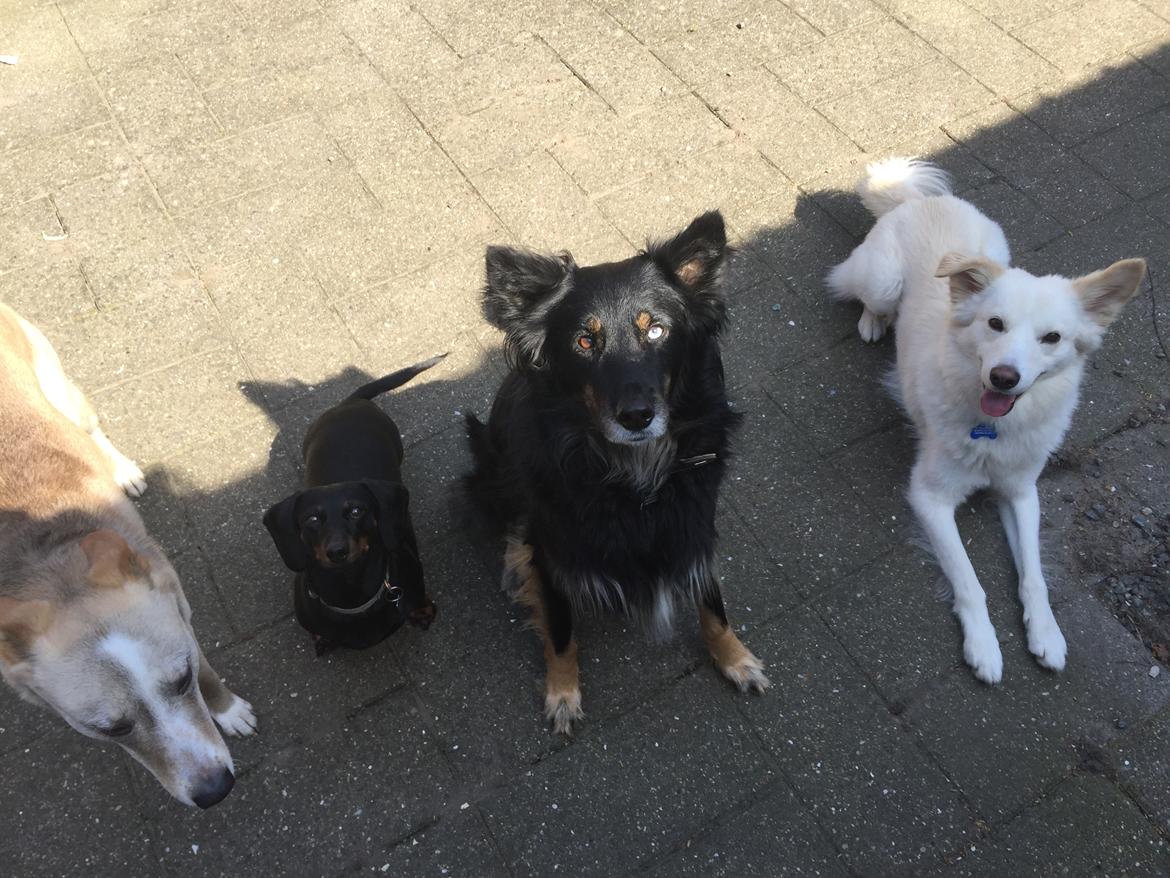 Gravhund Silje billede 28