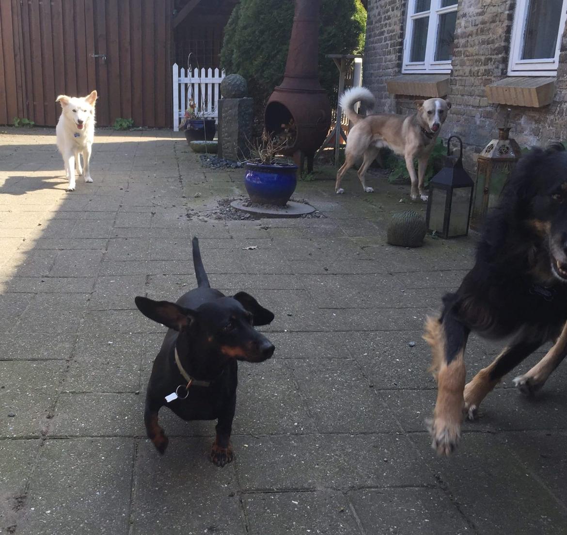 Gravhund Silje billede 29