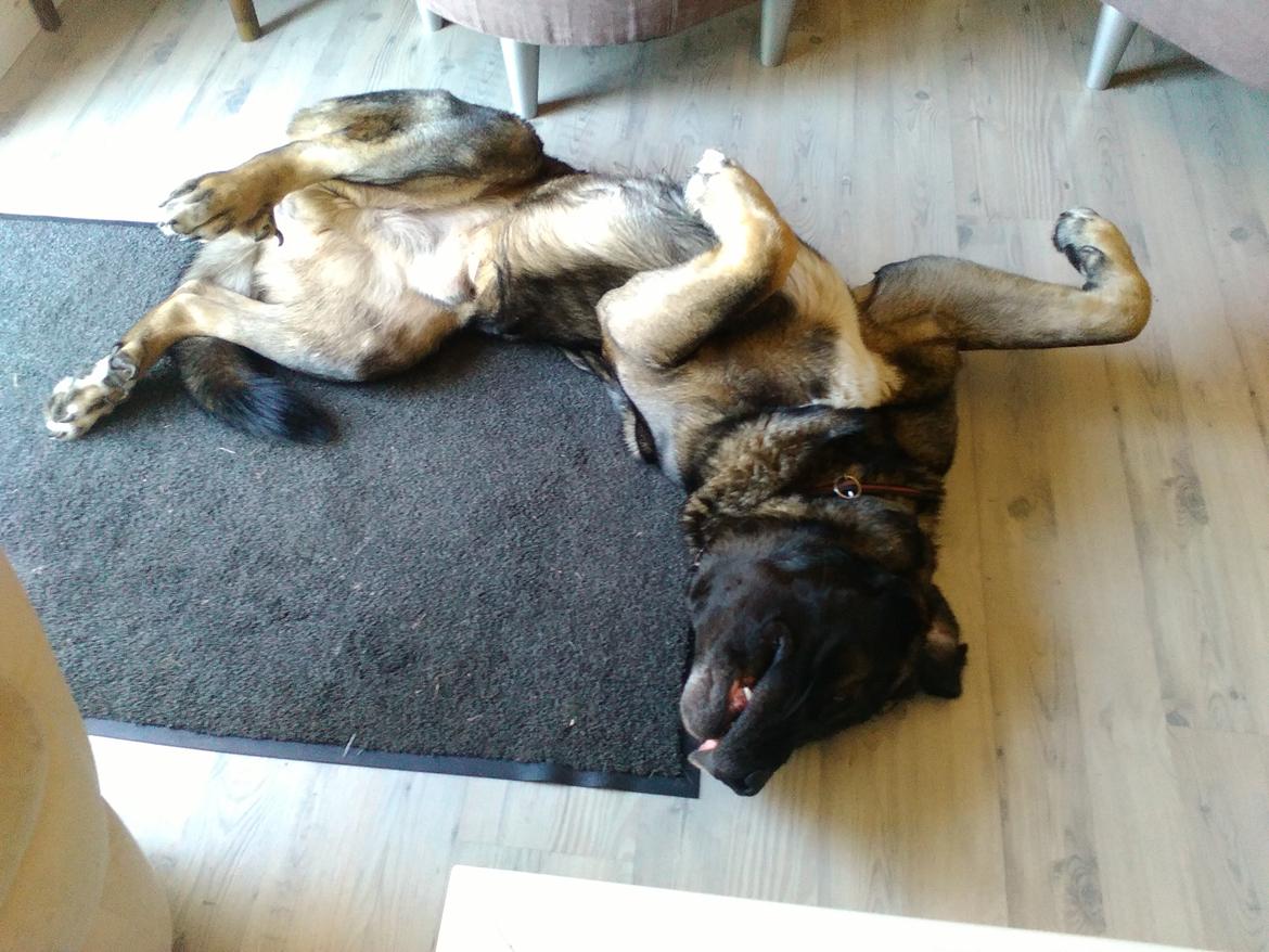 Mastin español Frekes bering billede 3