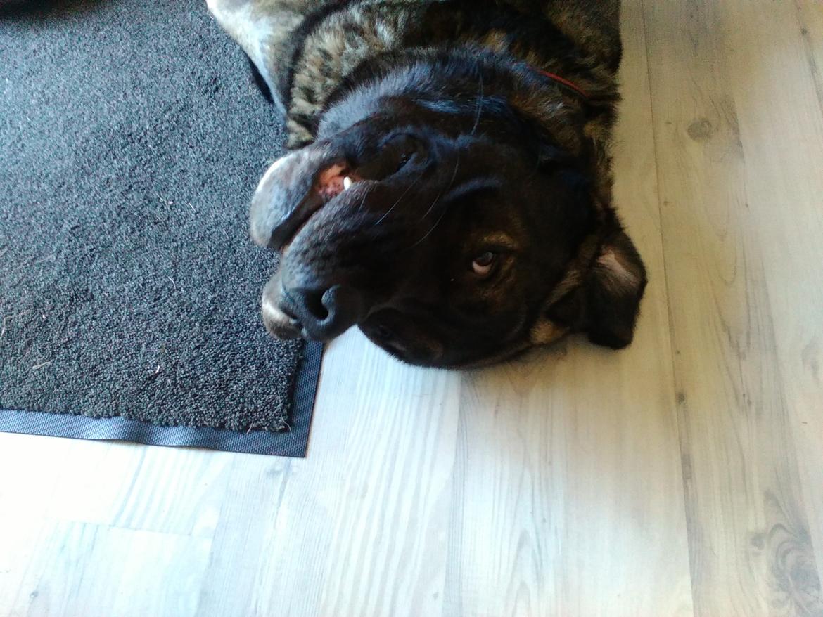 Mastin español Frekes bering billede 4