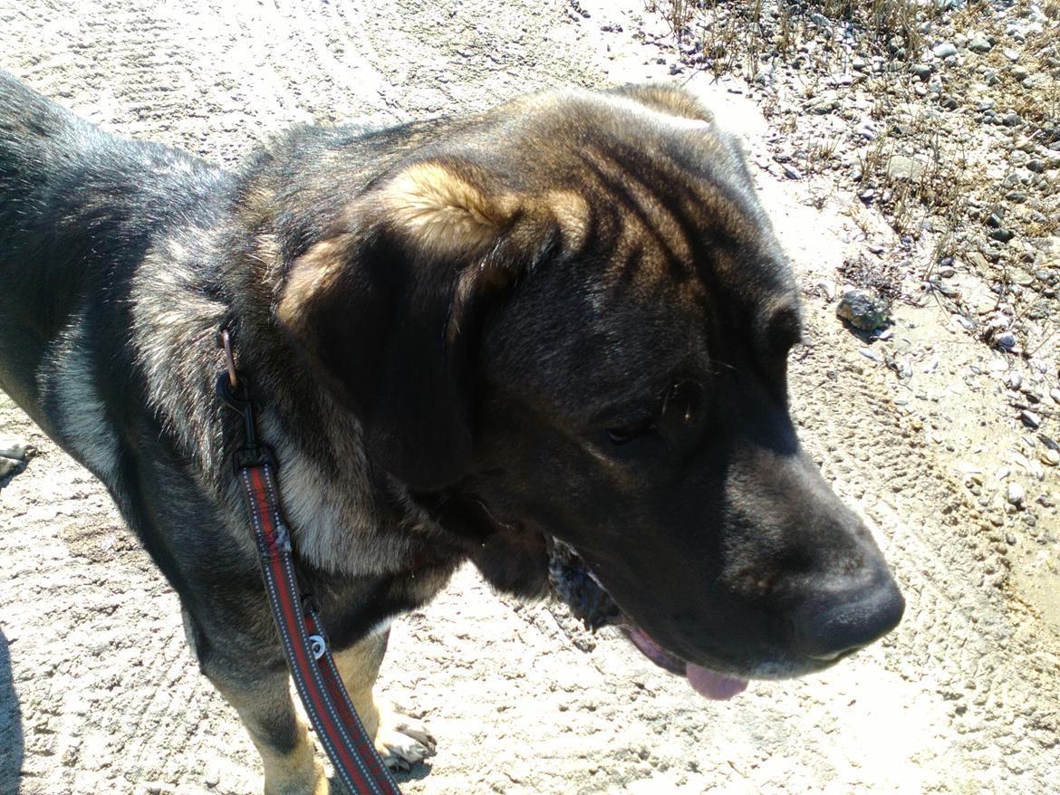 Mastin español Frekes bering billede 5