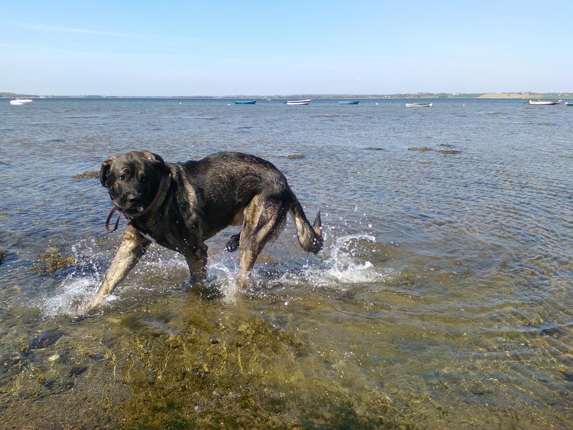 Mastin español Frekes bering billede 6