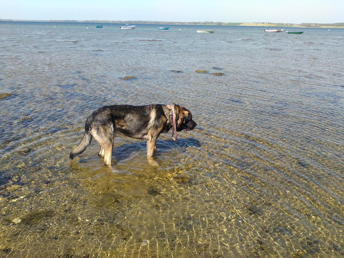 Mastin español Frekes bering billede 7