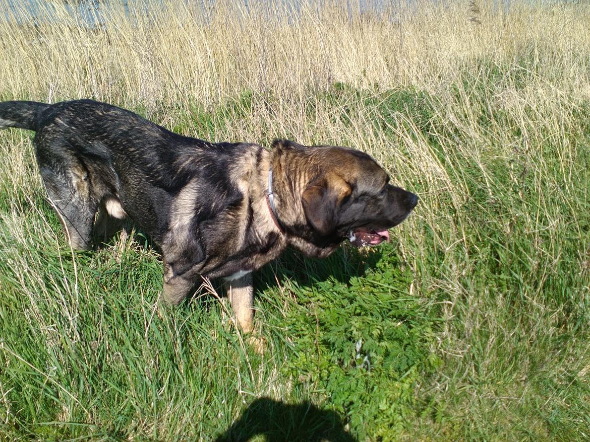 Mastin español Frekes bering billede 8